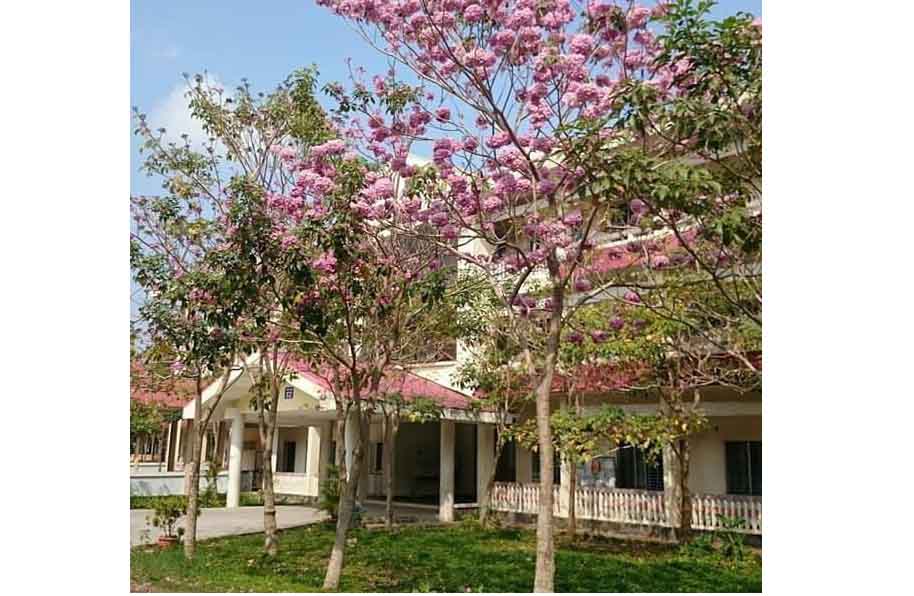 Khoa Sư Phạm ngập tràn hoa kèn hồng