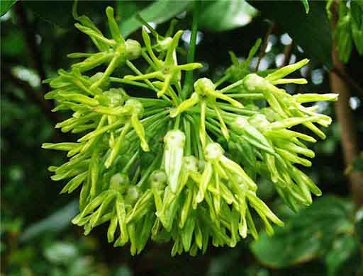 Bài thuốc trị mất ngủ từ hoa thiên lý