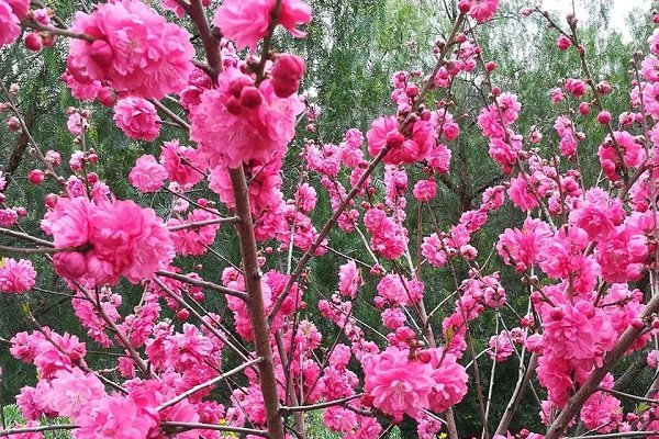 Có một Đà Lạt rất khác trong mùa hoa Mai Anh Đào