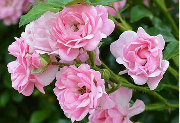 Hoa hồng vừa thơm lại vừa lâu héo đã được tìm ra