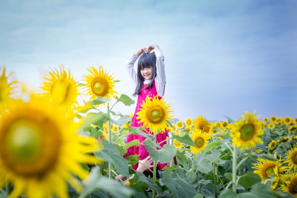 Giới trẻ tranh thủ check-in cánh đồng hoa hướng dương vào độ rực rỡ nhất