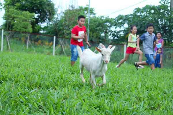 Du lịch trải nghiệm nông trại và các lợi ích mang lại cho học sinh