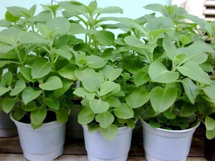 Những loại cây cảnh làm đẹp cho không gian, giúp đuổi ruồi muỗi và tốt cho môi trường