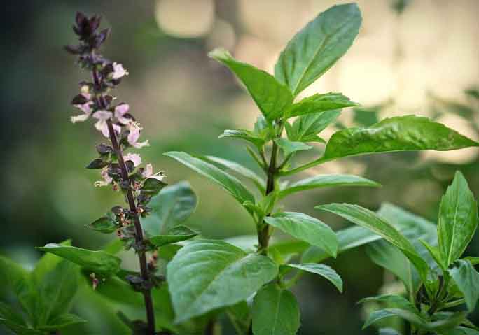 Hãy hạn chế để tủ lạnh những loại đồ ăn này