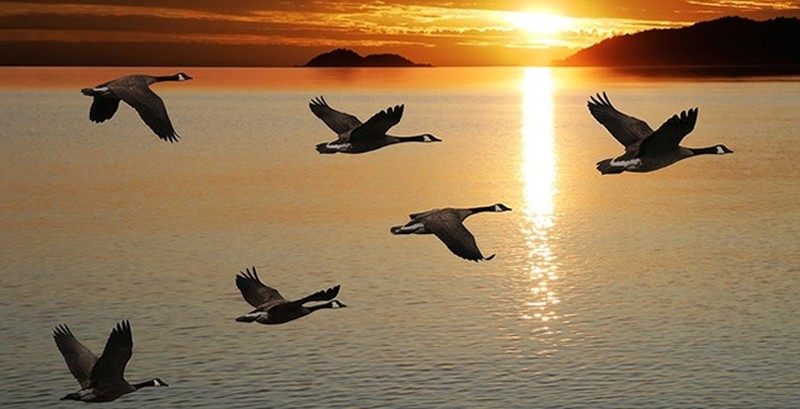 Ngày Quốc tế Chim di cư – Những chuyến bay không biên giới và trách nhiệm của chúng ta