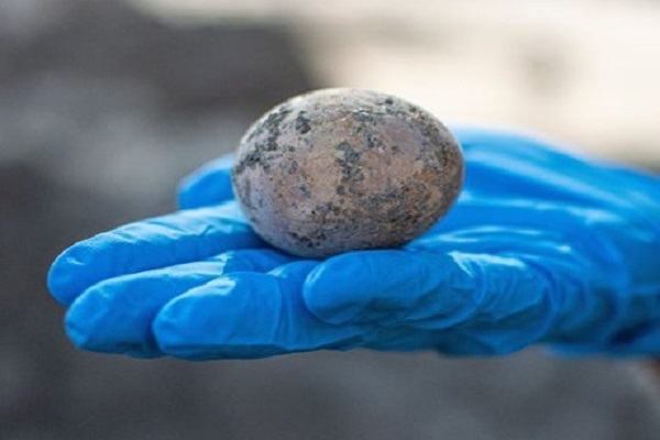 Đột phá công nghệ giúp trứng gà chỉ nở ra gà mái