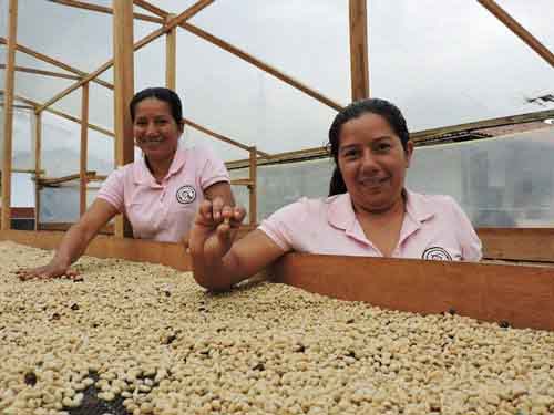 Khởi nghiệp với thị trường cà phê Organic