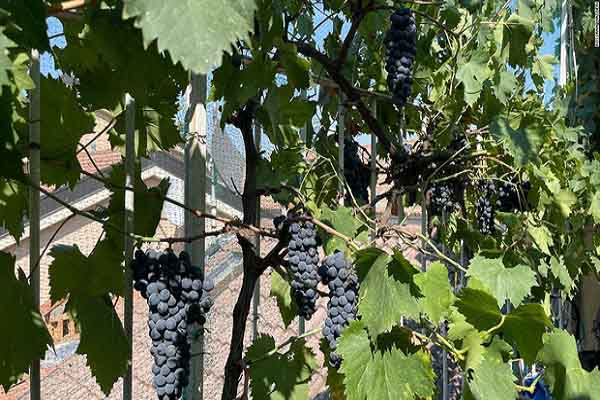 Vườn nho nhỏ nhất thế giới chỉ sản xuất 29 chai rượu vang mỗi năm