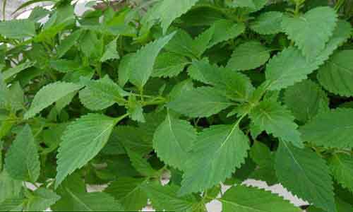 Giữa mùa dịch: Hãy ăn rau kinh giới thường xuyên