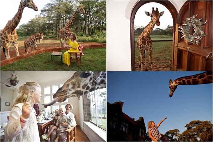 Nếu bạn dậy muộn và lười ăn sáng, hãy dè chừng những chú hươu cao cổ