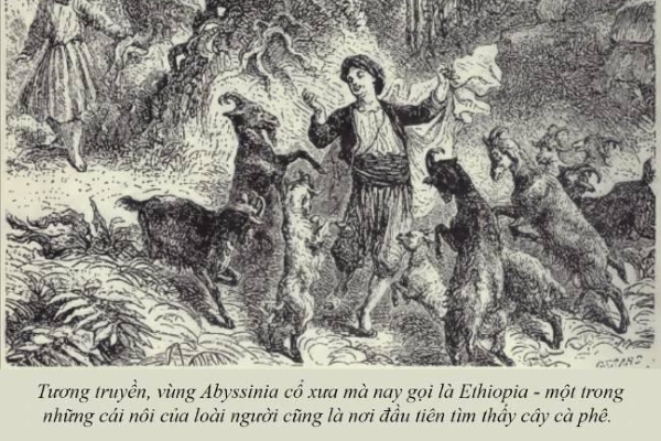 Kỳ 3: Cà phê – Nguồn gốc khởi sinh