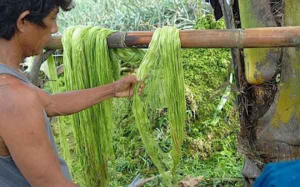 Da được làm từ lá dứa