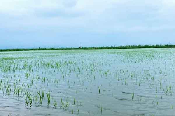 Lũ sắp đạt đỉnh, hơn 2000 ha lúa đang trổ nguy cơ mất trắng