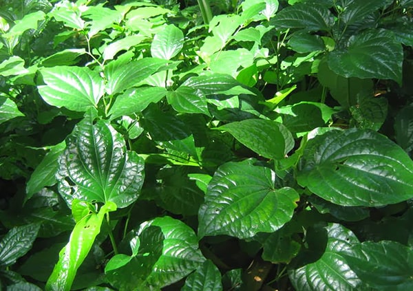 Mách bạn chữa viêm khớp dạng thấp phổ biến bằng cây thuốc nam