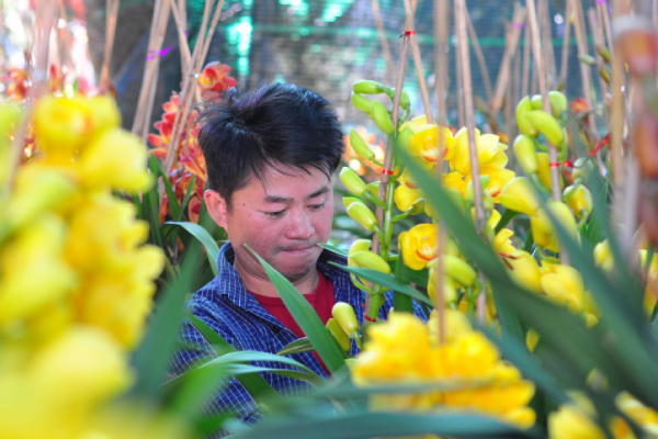 Hoa Địa lan nở trước Tết, nhà vườn buồn thiu