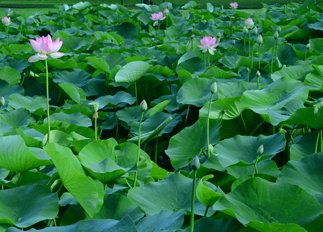 Lá sen có thể chữa nhiều bệnh?