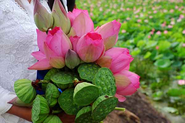 Quê hương là gì hở mẹ? Kỳ 58: Mùa sen gọi về