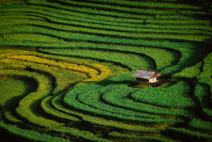 Sắc vàng lúa chín trên rẻo cao ở Mù Cang Chải
