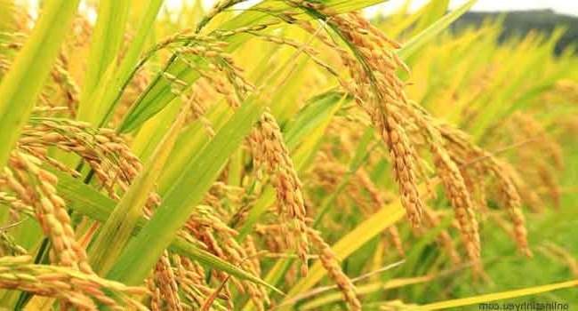 Bài học cuộc sống: giữa đất và trời cách nhau bao nhiêu?