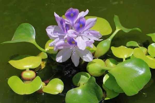 Tản mạn về lục bình sông nước miền Tây Nam Bộ