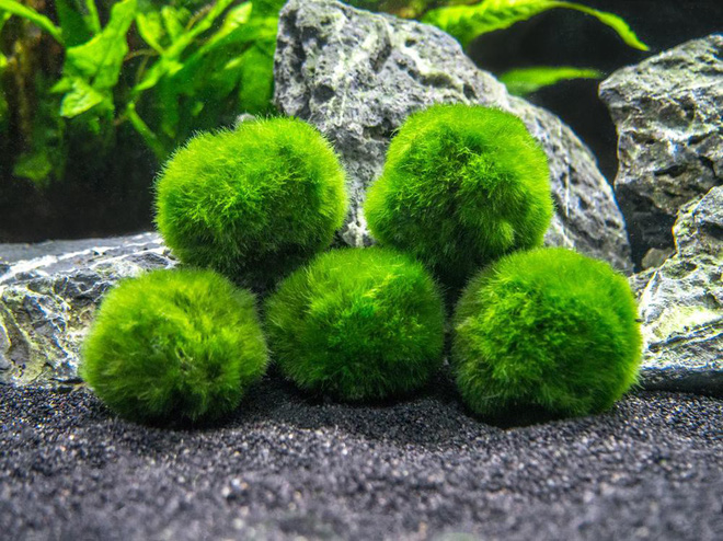 Báu vật của Nhật Bản chính là Marimo