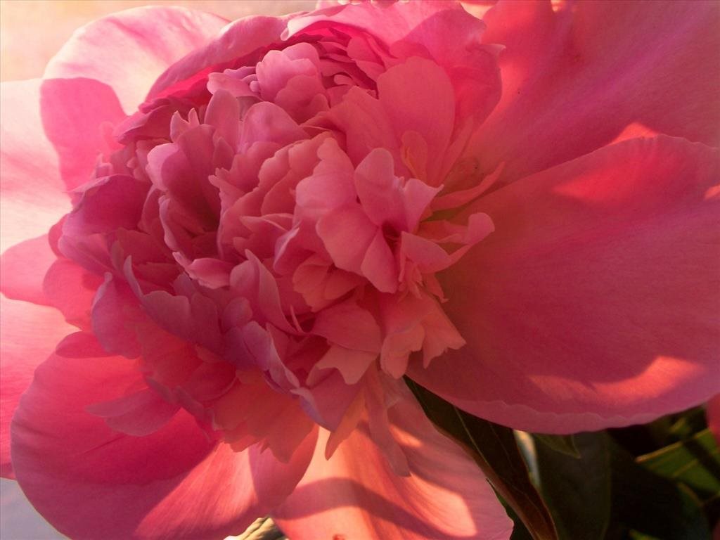 Vì sao mẫu đơn là loài hoa quyền quý?