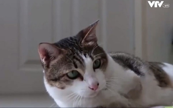 Cô mèo hai chân gây bão mạng
