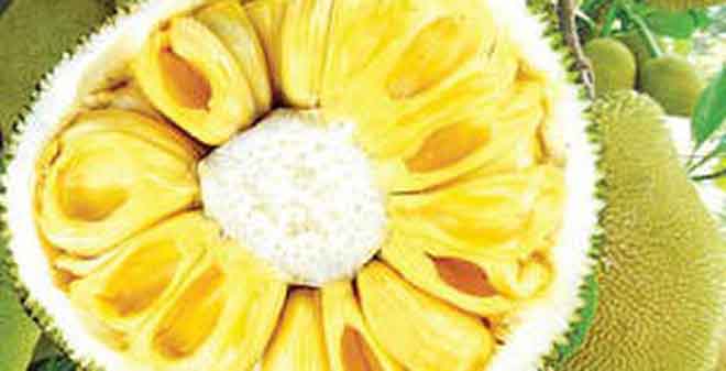 Quả mít và tác dụng kì diệu chữa ung thư