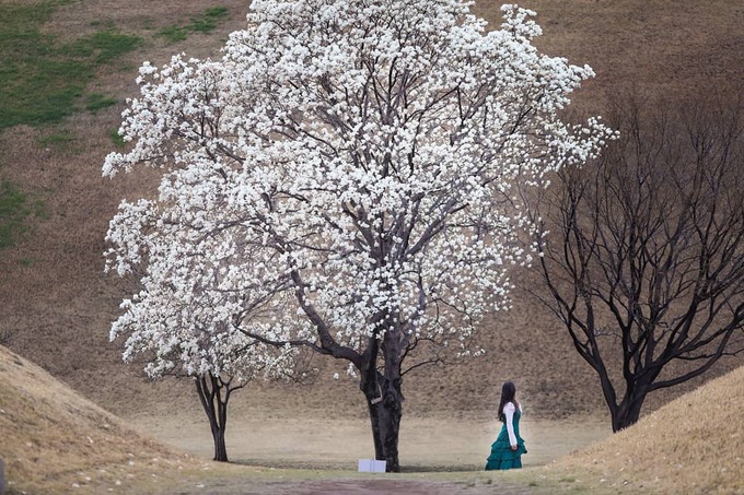 Hoa mộc lan nở rộ khắp đường phố Hàn Quốc