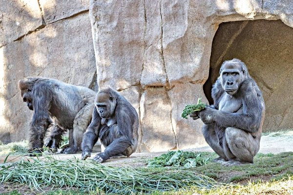 Phát hiện khỉ đột mắc COVID-19