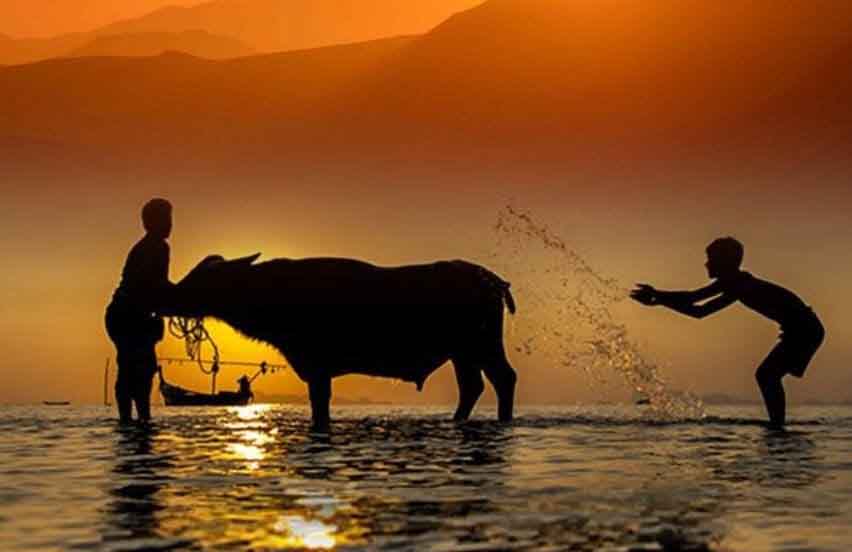 Hình ảnh con trâu trong tác phẩm của các nhà văn Việt