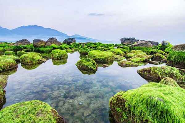 Bãi rêu ven biển Đà Nẵng thu hút cư dân mạng kéo đến check-in
