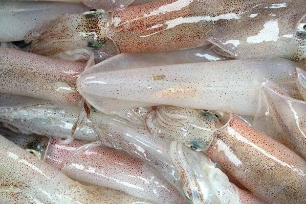 Cách chọn mực tươi cho bữa cơm chiều