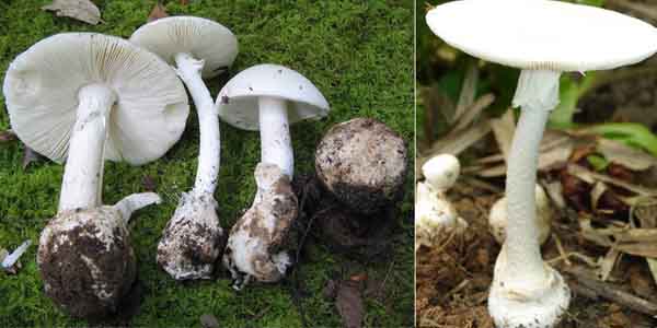 Nấm độc: Nhận biết như thế nào?