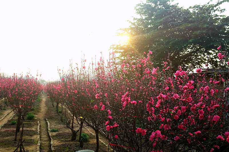 Xúng xính váy áo đi chụp ảnh Tết ngay tại Hà Nội