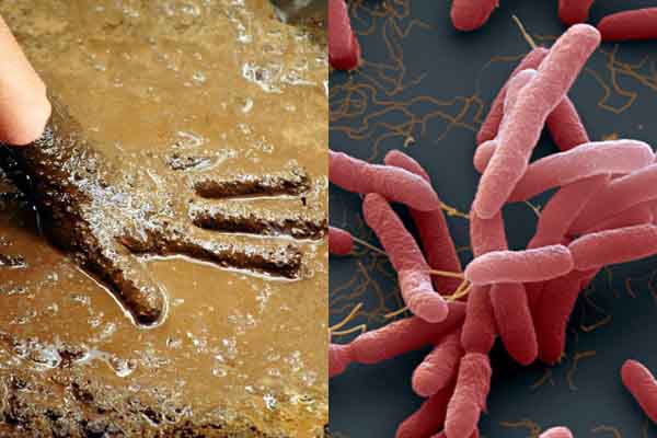 Whitmore đã xuất hiện ở nhiều tỉnh