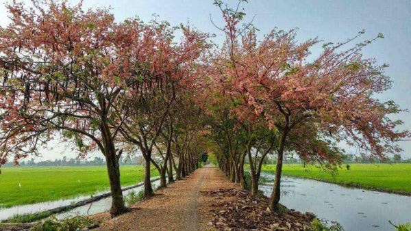 Ngắm hoa “đào” ở Đồng Tháp