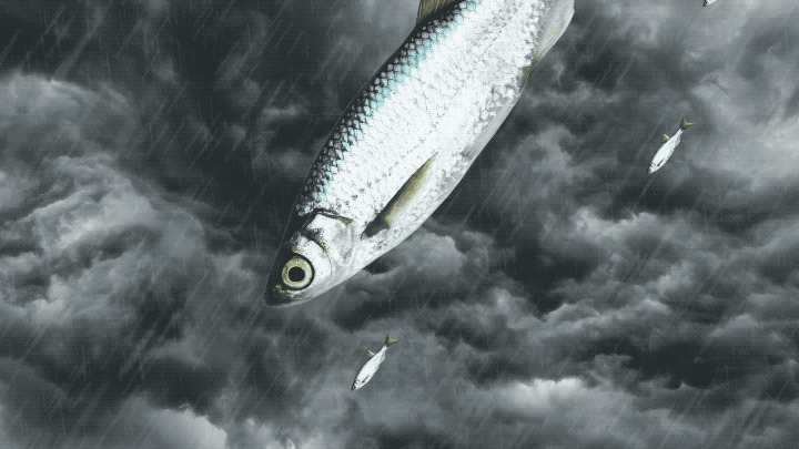 Cá từ trên trời rơi xuống và cách người dân Yoro kiếm được bộn tiền