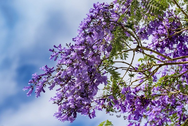 Đà Lạt: Đường phố rợp trong màu phượng tím