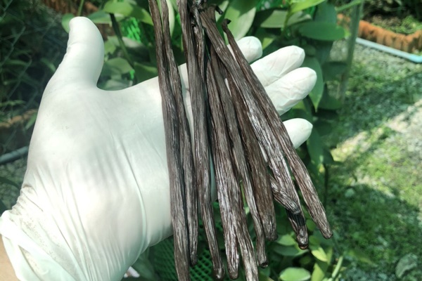 Việt Nam trồng thành công loại quả gia vị đắt nhất nhì nhất thế giới