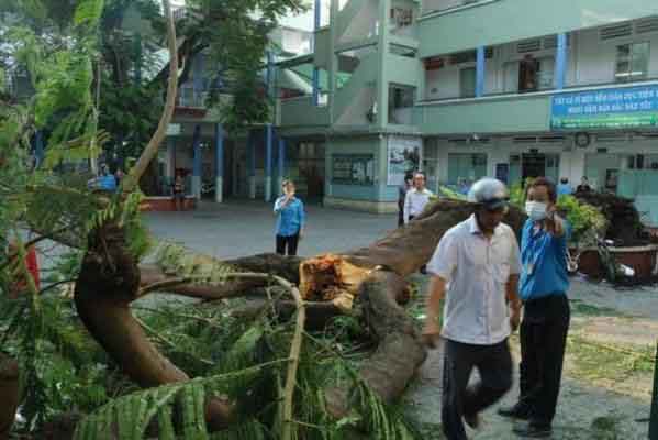 Cần giải pháp quản lý, không để chặt cây xanh bừa bãi trong trường học