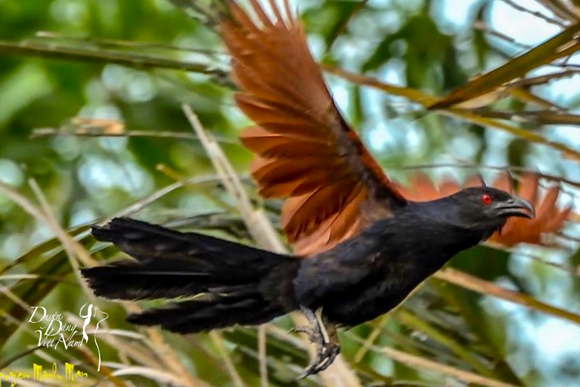 Quê Hương là gì hở Mẹ? (Kỳ 10) | Bìm bịp – khắc khoải tiếng kêu thương! | Đàn Tranh: NSƯT Hải Phượng