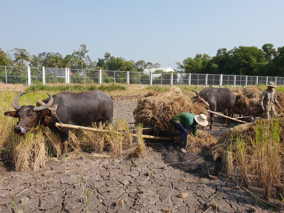 Quê hương là gì hở mẹ? (Kỳ 17) | Rơm rạ dại khờ