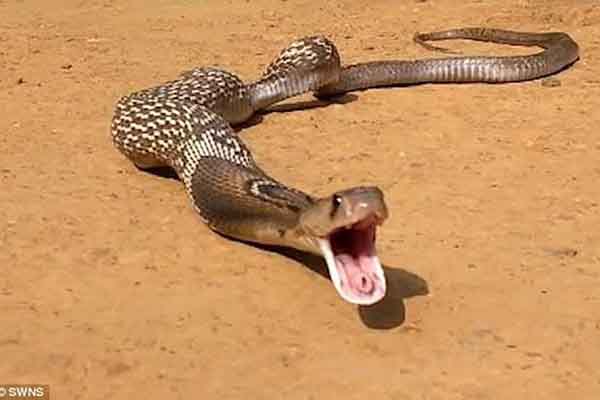 Không biết đã bị rắn độc cắn, mẹ vô tư cho con bú sữa khiến bé tử vong