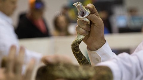 Rắn chuông mất đầu vẫn có thể… phun nọc độc