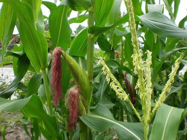 Râu ngô và bài thuốc dân gian bạn nên nhớ để phòng bệnh