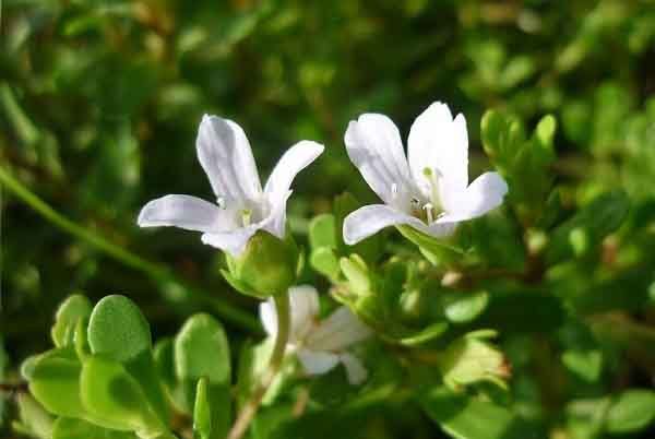 Công dụng hữu ích từ một loại rau đắng bạn nên biết để phòng bệnh