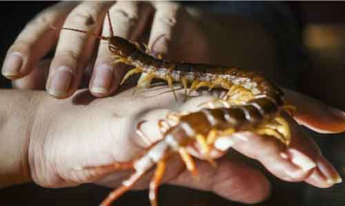 Nuốt rết sống chữa bệnh, hai mẹ con suýt mất mạng