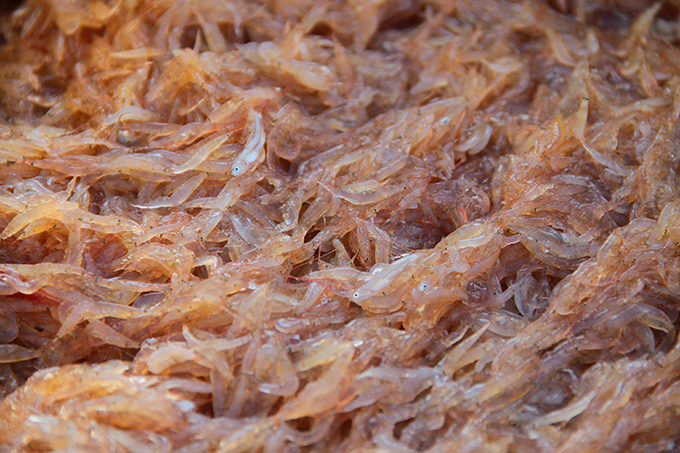 Ngư dân Hà Tĩnh vui mừng vì trúng “lộc trời”