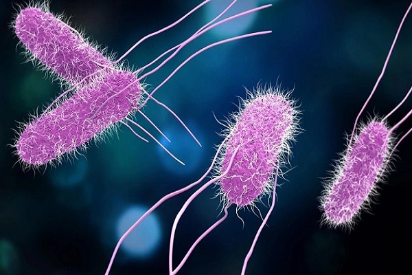 Khuẩn Salmonella nguy hiểm ra sao và có trong những loại thức ăn nào?